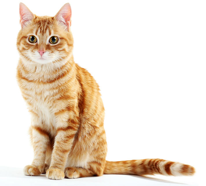 EL DORADO HILLS Portrait of red cat isolated on white