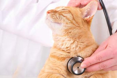 Cardiology veterinarian with stethoscope is examining cat