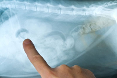 Digital-radiography Cat Abdominal X-ray