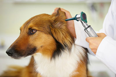 Health-exams Hearing checkup of dog by the veterinarian