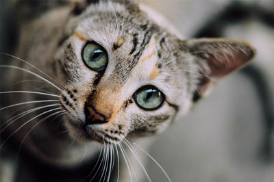 housecalls Cat staring at camera on blurred background
