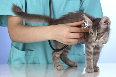Puppy-and-kitten-exams veterinarian with stethoscope is examining cute grey cat