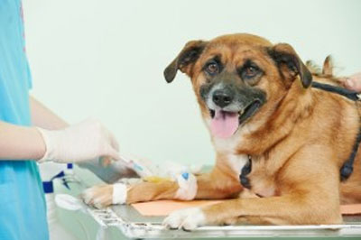 Surgery Veterinarian giving injection to dog