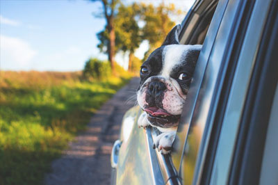travel bull dog watching outside from car