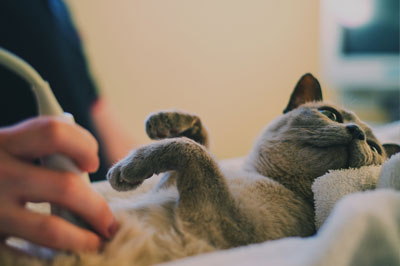 Ultrasound gray cat laser therapy