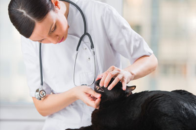 dental-care Veterinarian examining teeth of a cat while doing checkup at clinic