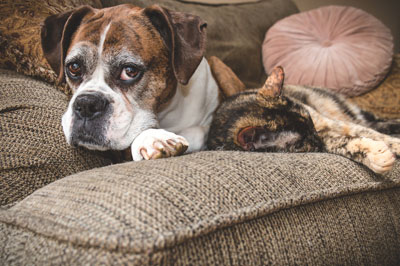senior-pets Old Boxer Dog and Cat Napping