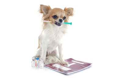 vaccinations chihuahua and syringe in front of white background