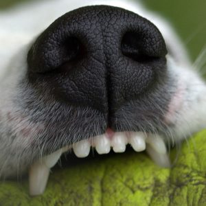close up of nose and teeth of dog