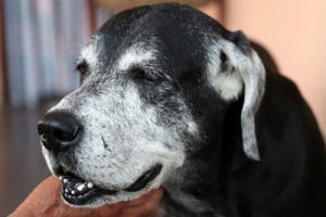 Closeup of black dog face
