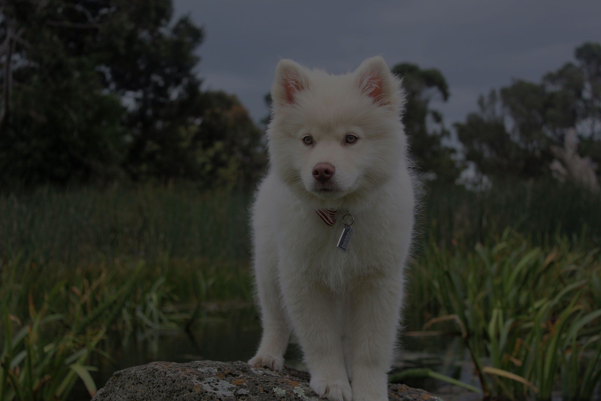 kishu white japanese dog standing on rock in water grass