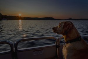 Cottage country in Muskoka and dog enjoying boat time